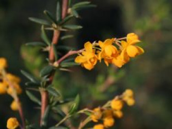 Berberitze 'Verrucandi', 20-25 cm, Berberis frikartii 'Verrucandi', Containerware von Berberis frikartii 'Verrucandi'