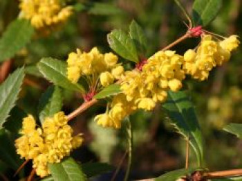 Großblättrige Berberitze, 40-60 cm, Berberis julianae, Containerware von Berberis julianae