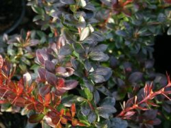 Berberitze 'Red Jewel', 20-30 cm, Berberis media 'Red Jewel', Containerware von Berberis media 'Red Jewel'