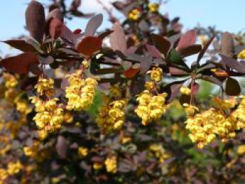 Große Blutberberitze 'Superba', 60-100 cm, Berberis ottawensis 'Superba', Containerware von Berberis ottawensis 'Superba'