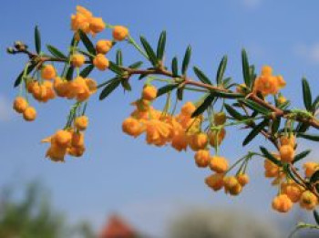 Schmalblättrige Berberitze / Dotterberberitze, 30-40 cm, Berberis stenophylla, Containerware von Berberis stenophylla