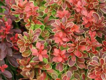 Berberitze 'Admiration', 10-20 cm, Berberis thunbergii 'Admiration', Containerware von Berberis thunbergii 'Admiration'