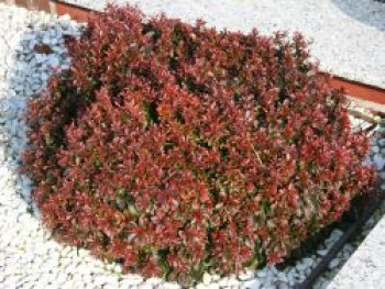 Rote Zwergberberitze / Kleine Blutberberitze 'Atropurpurea Nana', 20-25 cm, Berberis thunbergii 'Atropurpurea Nana', Containerware von Berberis thunbergii 'Atropurpurea Nana'