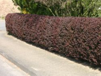 Blutberberitze / Rote Heckenberberitze 'Atropurpurea', 80-100 cm, Berberis thunbergii 'Atropurpurea', Containerware von Berberis thunbergii 'Atropurpurea'