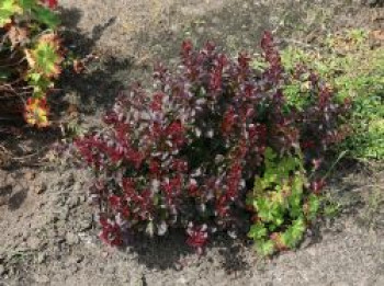 Berberitze 'Concorde', 10-20 cm, Berberis thunbergii 'Concorde', Topfware von Berberis thunbergii 'Concorde'