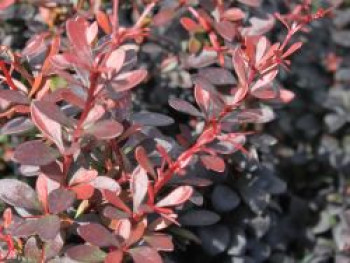 Berberitze 'Dart's Red Lady', 10-20 cm, Berberis thunbergii 'Dart's Red Lady', Topfware von Berberis thunbergii 'Dart's Red Lady'