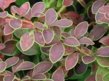 Berberitze 'Golden Ring', 10-20 cm, Berberis thunbergii 'Golden Ring', Topfware von Berberis thunbergii 'Golden Ring'