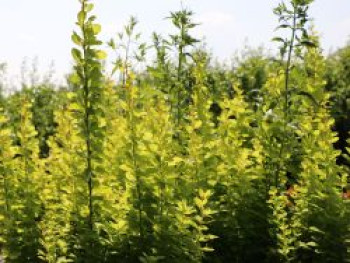 Berberitze 'Golden Torch', 20-30 cm, Berberis thunbergii 'Golden Torch', Containerware von Berberis thunbergii 'Golden Torch'