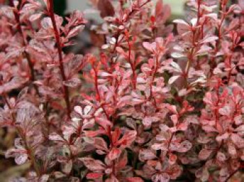 Berberitze 'Harlequin', 10-20 cm, Berberis thunbergii 'Harlequin', Topfware von Berberis thunbergii 'Harlequin'