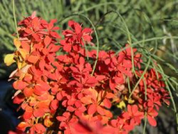 Berberitze 'Orange Ice', 20-40 cm, Berberis thunbergii 'Orange Ice', Containerware von Berberis thunbergii 'Orange Ice'