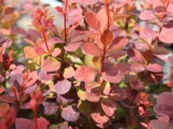 Berberitze 'Orange Rocket', 20-40 cm, Berberis thunbergii 'Orange Rocket', Containerware von Berberis thunbergii 'Orange Rocket'