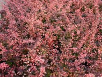 Berberitze 'Rose Glow', 10-20 cm, Berberis thunbergii 'Rose Glow', Topfware von Berberis thunbergii 'Rose Glow'