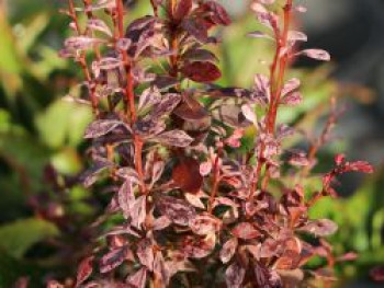Berberitze 'Rosy Rocket', 20-30 cm, Berberis thunbergii 'Rosy Rocket', Containerware von Berberis thunbergii 'Rosy Rocket'