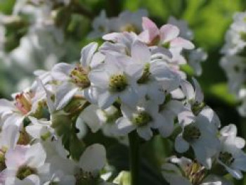 Bergenie 'Bressingham White', Bergenia cordifolia 'Bressingham White', Containerware von Bergenia cordifolia 'Bressingham White'