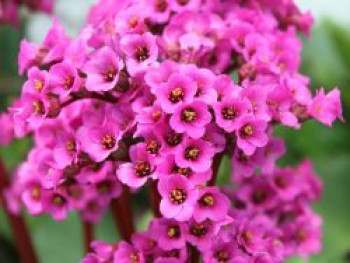 Altai-Bergenie, Bergenia cordifolia, Containerware von Bergenia cordifolia