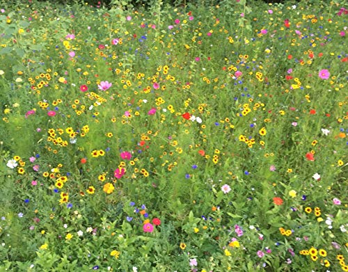 Blumenwiese Blühmischung Bienenwiese Meissner Blütenfeuerwerk für ca. 25-40m²,100 Gramm von Beringmeier Saatguthandel