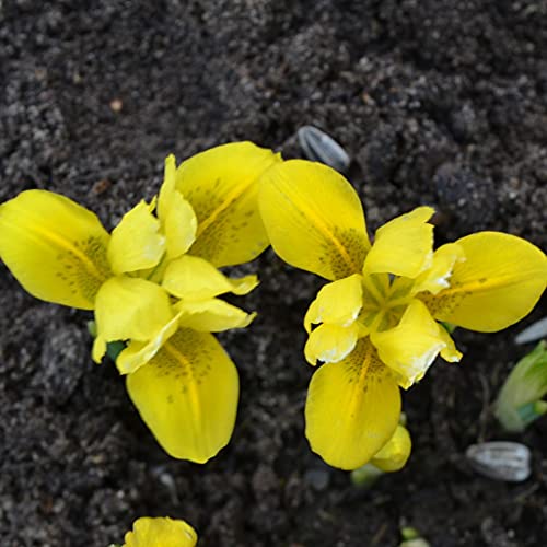 50 Blumenzwiebeln Iriszwiebeln Gelbe Zwergiris Iris danfordiae von Beringmeier Samen und Saaten
