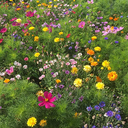 BERINGMEIERS BESTE | HONIG- und AUGENWEIDE | Bienenwiese | Blumenwiese | Blumen Saatgut |für ca 500 m² | 1000 Gramm von Beringmeier Samen und Saaten