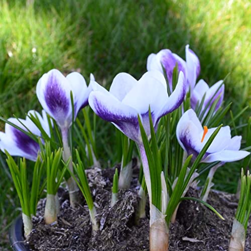 Beringmeier Samen und Saaten Blumenzwiebeln Krokuszwiebeln Crocus Botanische chrysanthus Ladykiller (100 Zwiebeln) von Beringmeier Samen und Saaten