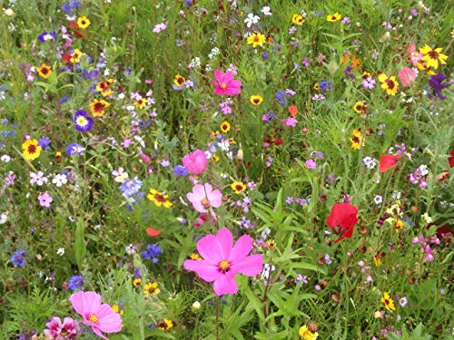 Blumenwiese Bieneweide - Be(e) Happy Mischung einjährige Mischung (100 Gramm) von Beringmeier Samen und Saaten