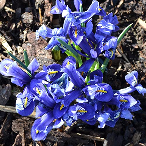 Blumenzwiebeln Iriszwiebeln Iris reticulata Harmony (100 Zwiebeln) von Beringmeier Samen und Saaten