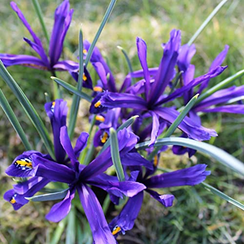 Blumenzwiebeln Iriszwiebeln Iris reticulata bienenfreundliche Mischung(25 Zwiebeln) von Beringmeier Samen und Saaten