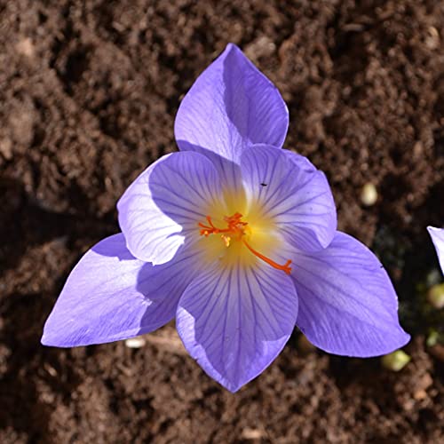 Blumenzwiebeln Krokuszwiebeln Crocus pulchellus - Herbstblühender Krokus (50 Zwiebeln) von Beringmeier Samen und Saaten