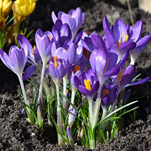 Blumenzwiebeln Krokuszwiebeln Elfenkrokous Crocus tommasinianus Whitewell Purple (100 Zwiebeln) von Beringmeier Samen und Saaten
