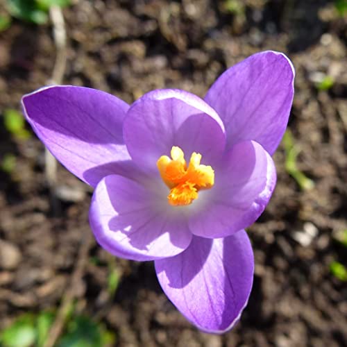 Blumenzwiebeln Krokuszwiebeln Elfenkrokus Crocus tommasinianus - DER ECHTE (Dalmatinischer Krokus) (100 Zwiebeln) von Beringmeier Samen und Saaten