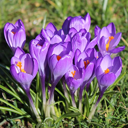 Blumenzwiebeln Krokuszwiebeln Elfenkrokus Crocus tommasinianus Ruby Giant (100 Zwiebeln) von Beringmeier Samen und Saaten
