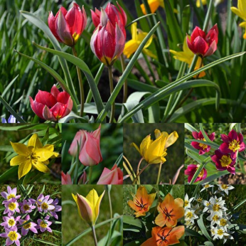 Blumenzwiebeln Steingarten-Tulpen Miniatur-Tulpen Botanische-Tulpen Mini-Tulpen mindestens 3 Sorten (100 Zwiebeln) von Beringmeier Samen und Saaten