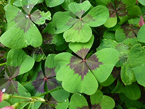 Glücksklee Oxalis deppei Iron Cross Glücksbringer 250 Blumenzwiebeln von Beringmeier Samen und Saaten