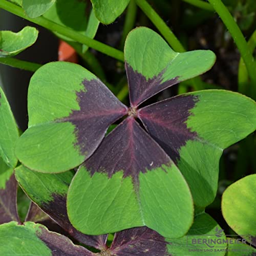 Glücksklee Oxalis deppei Iron Cross Glücksbringer 500 Blumenzwiebeln von Beringmeier Samen und Saaten