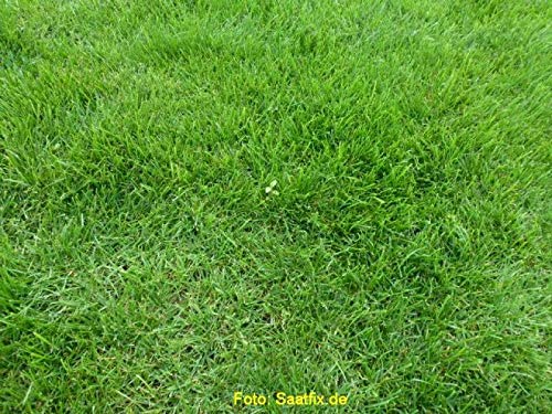 Grassamen Rasensamen Gerbrauchsrasen für Trockenlagen RSM 2.2.2, 1kg für 25m² Grassamen Rasensamen Gerbrauchsrasen für Trockenlagen RSM 2.2.2, 1kg für 25m² von Beringmeier Samen und Saaten