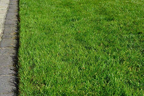 Grassamen Rasensamen Gerbrauchsrasen für Trockenlagen RSM 2.2.2, 5 kg für 125m² Grassamen Rasensamen Gerbrauchsrasen für Trockenlagen RSM 2.2.2, 5 kg für 125m² von Beringmeier Samen und Saaten