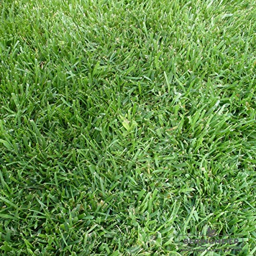 Grassamen Rasensamen Super-Strap-Rasen robust (5 kg) von Beringmeier Samen und Saaten
