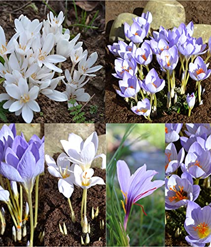 Krokus herbstblühend Prachtmischung incl. Safran Crocus (100 Blumenzwiebeln) von Beringmeier Samen und Saaten