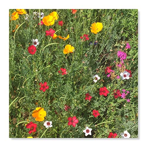 Staudenzauber Mehrjährige Blumenmischung - Blumenwiese für ca. 25 m², ca. 50 Gramm von Beringmeier Samen und Saaten