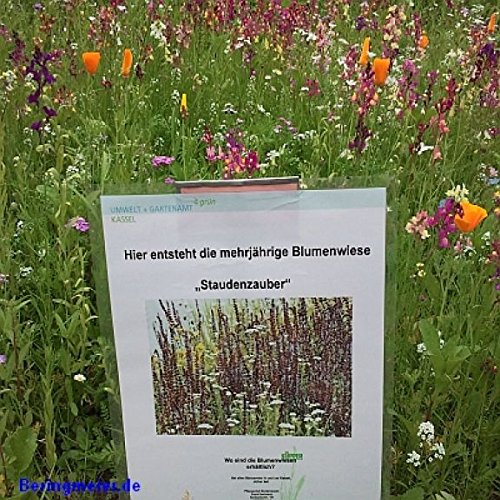 Staudenzauber Mehrjährige Blumenmischung - Blumenwiese für ca. 50 m², ca. 100 Gramm von Beringmeier Samen und Saaten