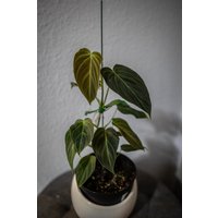 Eu Verkäufer - Philodendron Splendid | Verrucosum X Melanochrysum Eu Verkäufer - Philodendron Splendid | Verrucosum X Melanochrysum von BerlinRarePlants