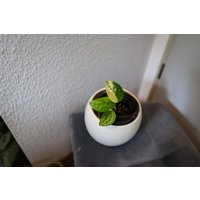 Eu Verkäufer - Monstera Peru Variegata von BerlinRarePlants