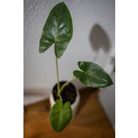 Eu Verkäufer - Alocasia Macrrhiza Eu Verkäufer - Alocasia Macrrhiza von BerlinRarePlants
