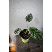 Eu Verkäufer - Alocasia Sinuata Free Heatpack Eu Verkäufer - Alocasia Sinuata Free Heatpack von BerlinRarePlants