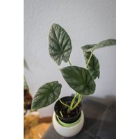 Eu Verkäufer - Alocasia Sinuata Eu Verkäufer - Alocasia Sinuata von BerlinRarePlants