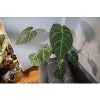 Eu Verkäufer - Anthurium Magnificum Gratis Heatpack Eu Verkäufer - Anthurium Magnificum Gratis Heatpack von BerlinRarePlants