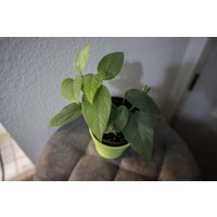 Eu Verkäufer - Epipremnum Pinnatum Cebu Blue von BerlinRarePlants