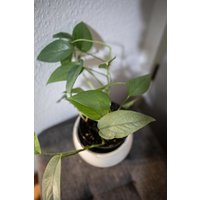 Eu Verkäufer - Epipremnum Pinnatum Cebu Blue von BerlinRarePlants