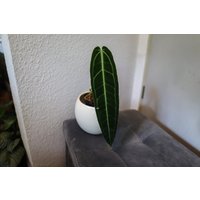 Eu Verkäufer - Königin Anthurium Warocqueanum Eu Verkäufer - Königin Anthurium Warocqueanum von BerlinRarePlants