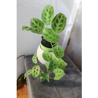 Eu Verkäufer - Maranta Light Veins von BerlinRarePlants