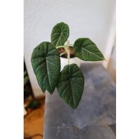 Eu Verkäufer - Alocasia Maharani Eu Verkäufer - Alocasia Maharani von BerlinRarePlants